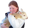 eco-wool for latex mattress