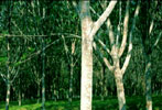 latex mattress made from rubber tree - organic mattress