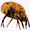 Dust mites don't thrive in FloBeds Latex mattresses.